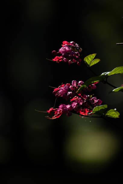 istock Selective Focus on Clerodendrum flowers also known as glorybower, bagflower and bleeding-heart. 1145718005