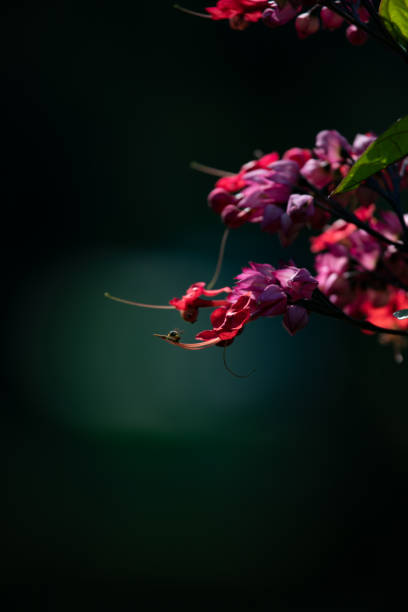 istock Selective Focus on Clerodendrum flowers also known as glorybower, bagflower and bleeding-heart. 1145718012