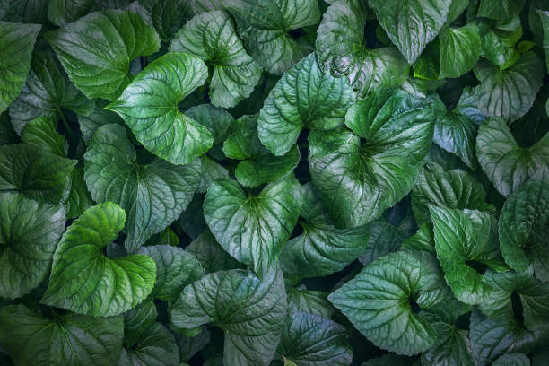 istock Green tropical plant foliage 1145719057