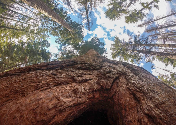 istock Henry Cowell state park trees from the ground 1145719274