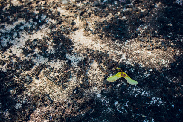 istock Old natural stone covered with black lichen and moss. Beautiful stone 1145720775