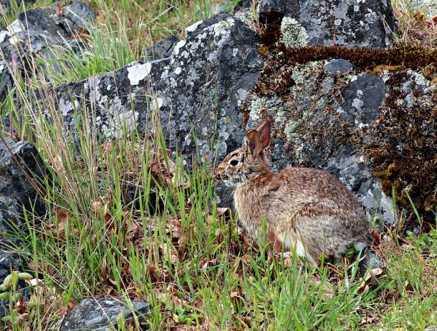 istock Wild brown rabbit sitting in the grass near a moss covered rock 1145721435