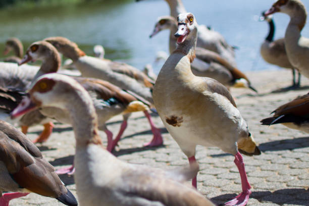 istock Angry brown duck with a crazy face. Funny picture 1145721481