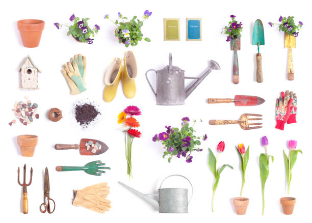Gardening Objects Background Isolated Vintage Garden Equipment and flowers Isolated on White watering can photos stock pictures, royalty-free photos & images