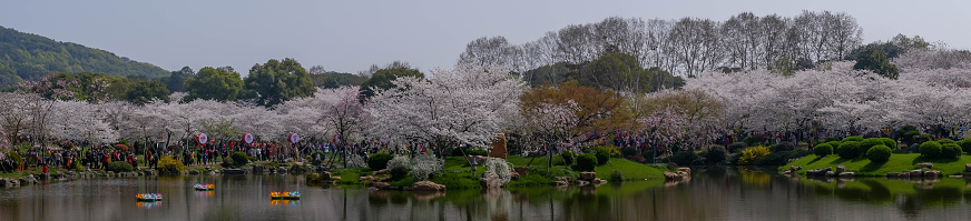 WUHAN-HUBEI/CHINA, MAR 28-2019: Cherry blossoms in Wuhan East Lake Sakura garden in warm spring, while it fill bloom.