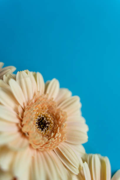 istock Bouquet of Gerbera daisy on blue background 1145723499
