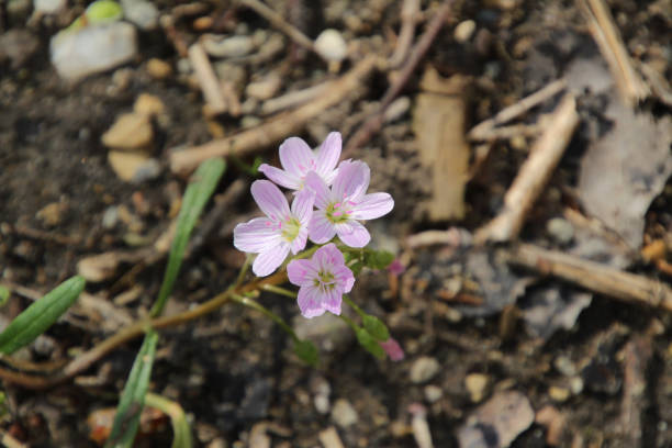istock Close Up Pink and White Flowers 1145723553