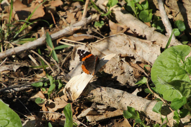 istock Macro Orange and Black Butterfly 1145723579