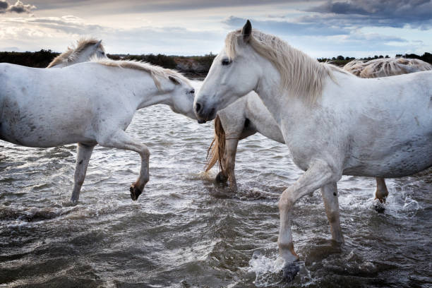 istock Horses in Camargue 1145724219