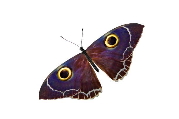 istock tropical purple butterfly. isolated on white background 1145727752