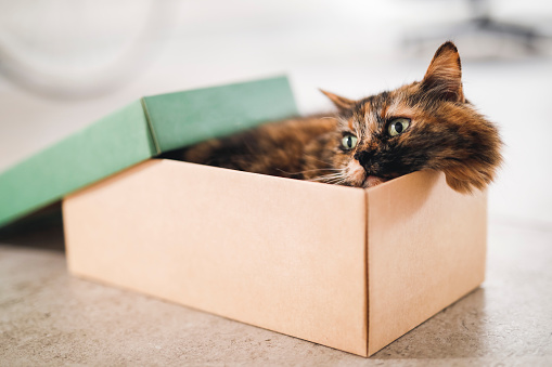 A tortoiseshell cat sitting in a small shoe box