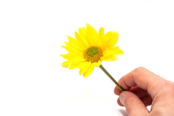 istock Beautiful and gentle yellow daisy flower on a white background 1145729894