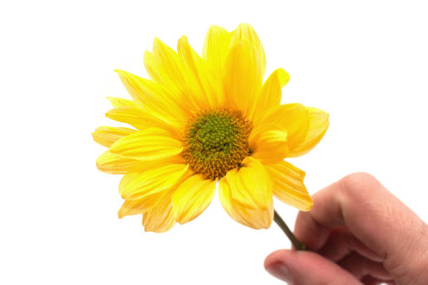 istock Beautiful and gentle yellow daisy flower on a white background 1145729927