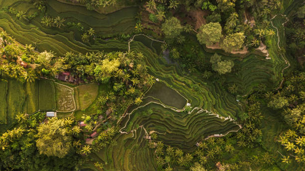 istock Tegallalang Rice Terraces in Bali 1145737983