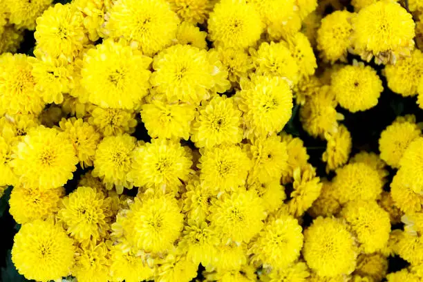 Beautiful of yellow Garden Dahlia flower