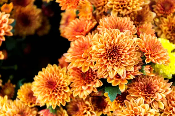 Beautiful of Orange Garden Dahlia flower