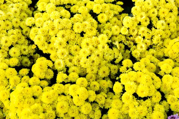 Beautiful of yellow Garden Dahlia flower