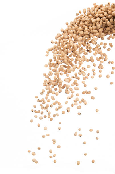 istock Pouring soy bean or soya isolated on white background, Stop motion, food and drink object design 1145740672