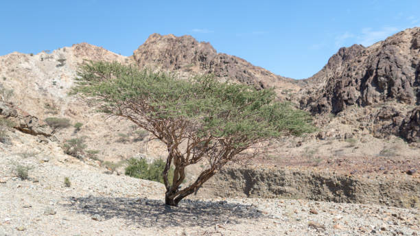istock Acacia tree in arid Hajar mountains with blur background 1145740707