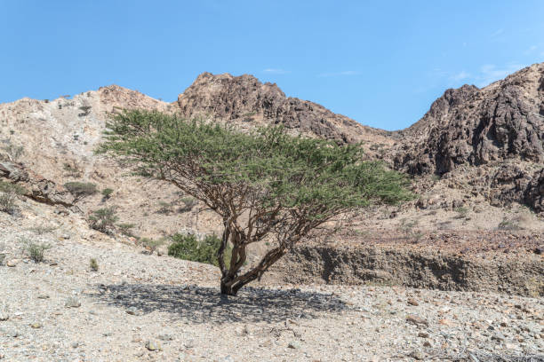 istock Acacia tree in arid Hajar mountains with clear background 1145740717