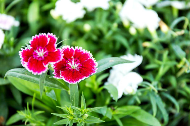istock Dianthus flower (Dianthus chinensis) blooming in garden 1145740747