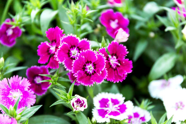 istock Dianthus flower (Dianthus chinensis) blooming in garden 1145740858