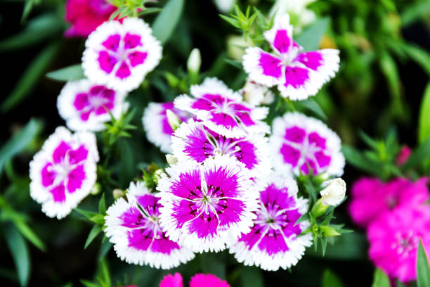istock Dianthus flower (Dianthus chinensis) blooming in garden 1145741460