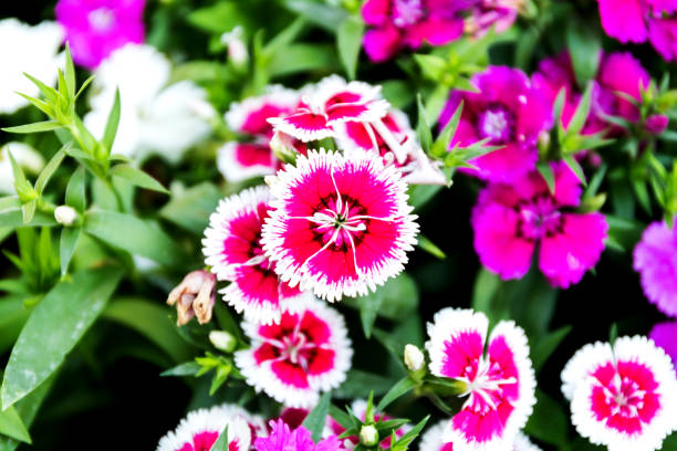 istock Dianthus flower (Dianthus chinensis) blooming in garden 1145741505