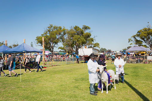 Harvey, Western Australia - April 27th, 2019. Farmer showing their sheep at the 100th anniversary show of Harvey's Agricultural fair, held in the country town 140 kilometres south of Perth.