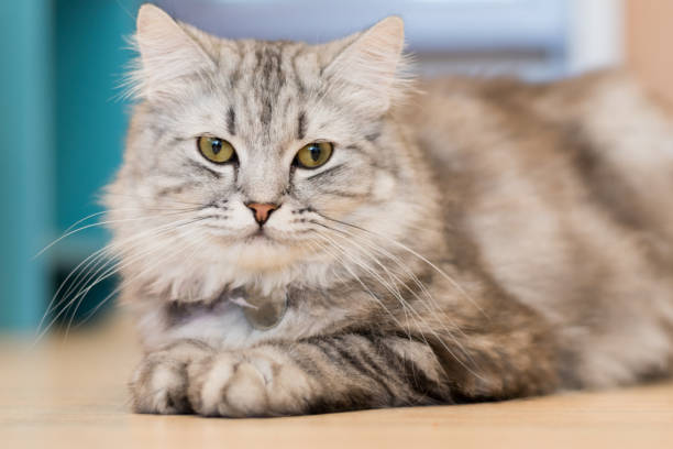 istock American shorthair cat kitten portrait closeup with copyspace 1145742479