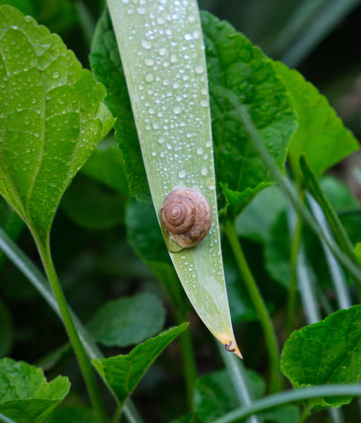 istock brown snail on a long green leaf 1145747145