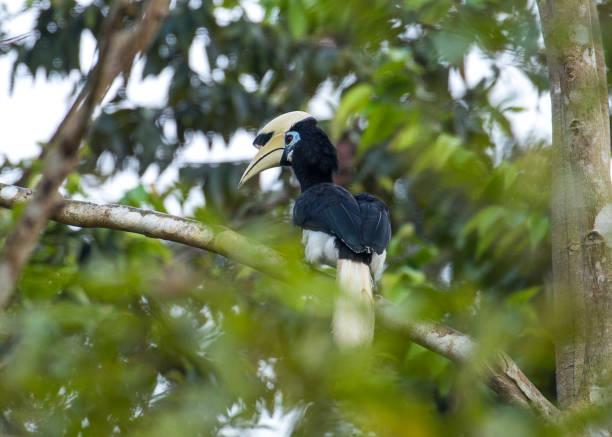 istock Malaysia: Oriental Pied Hornbill 1145750488