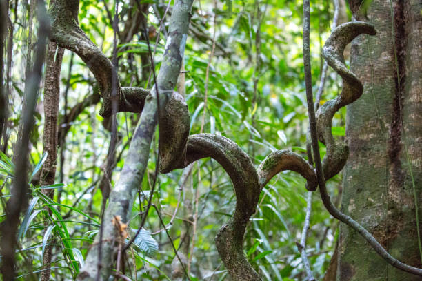 Lianas (woody vines) hanging in the rainforest of Kinabatangan in Borneo.