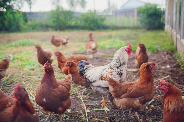 istock Rooster and chickens on traditional free range poultry farm 1145754549