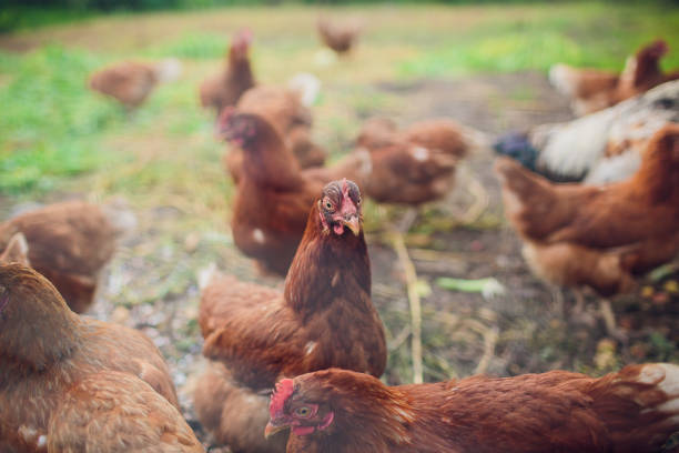 istock Rooster and chickens on traditional free range poultry farm 1145754559