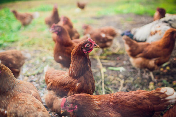 istock Rooster and chickens on traditional free range poultry farm 1145754561