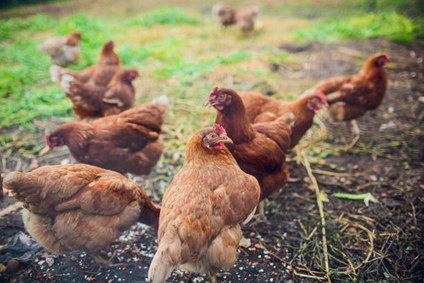 istock Rooster and chickens on traditional free range poultry farm 1145754613