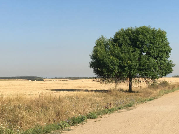 istock Lonely tree flanking a dusty road 1145754622