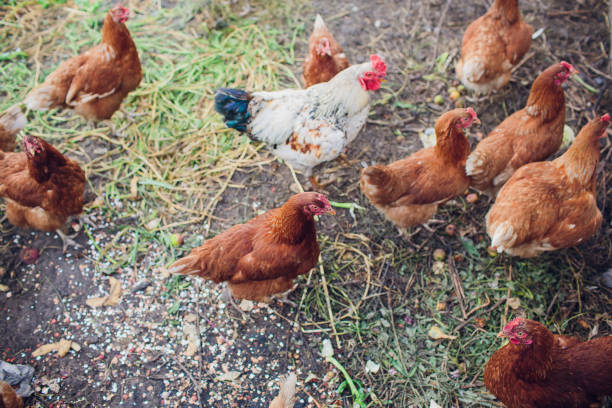 istock Rooster and chickens on traditional free range poultry farm 1145754624