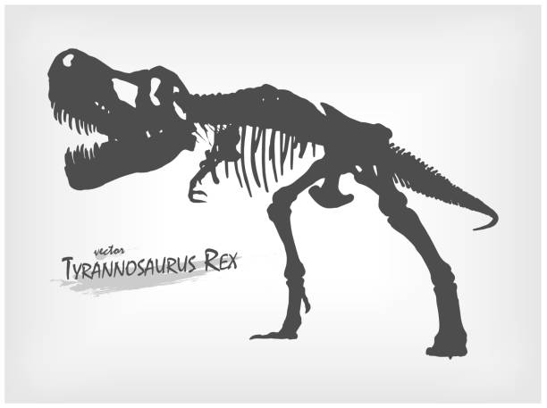 ilustraciones, imágenes clip art, dibujos animados e iconos de stock de silueta de esqueleto de tyrannosaurus rex sobre fondo gris degradado. vector. - dinosaur fossil tyrannosaurus rex animal skeleton