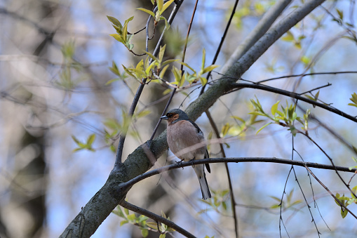 Chaffinch sitting on a tree in the spring forest