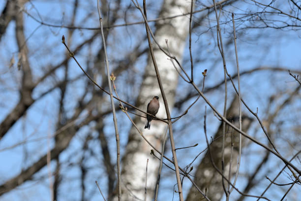istock Chaffinch sitting on a tree in the spring forest 1145755696