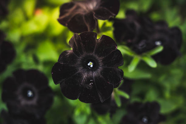 Fresh and wilted flowers are a sign of the changing seasons