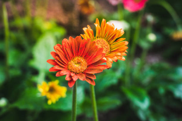 colourful of beautiful flower