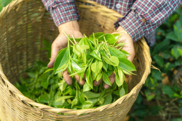 woman worker hands holding fresh tea leaves over basket in tea plantation - tea pickers imagens e fotografias de stock