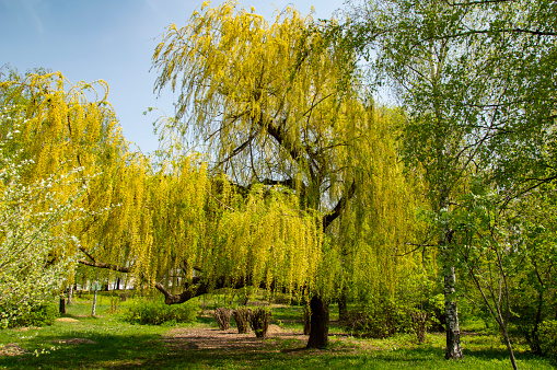 Willow tree with young leaves - Earth Day