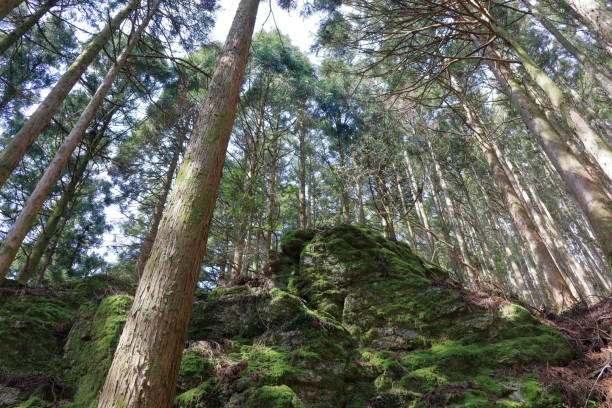istock Mount Kuisi Natural Recreation Forest (Kochi City) 1145758923