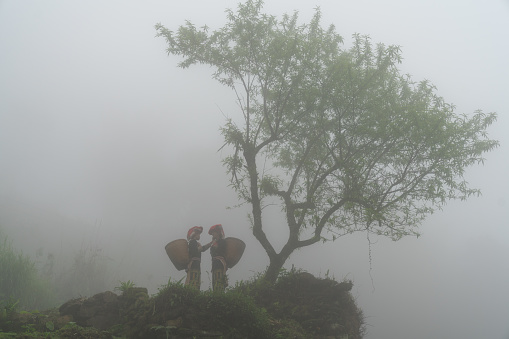 Vietnamese ethnic minority Red Dao women in traditional dress and basket on back with a tree in misty forest in Lao Cai, Vietnam