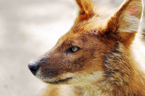 istock Head of a wild red wolf in profile 1145764211