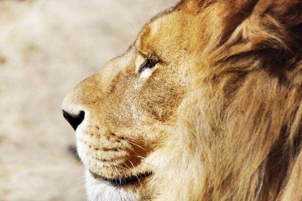 istock Head of a wild lion with a lush mane in profile 1145764374